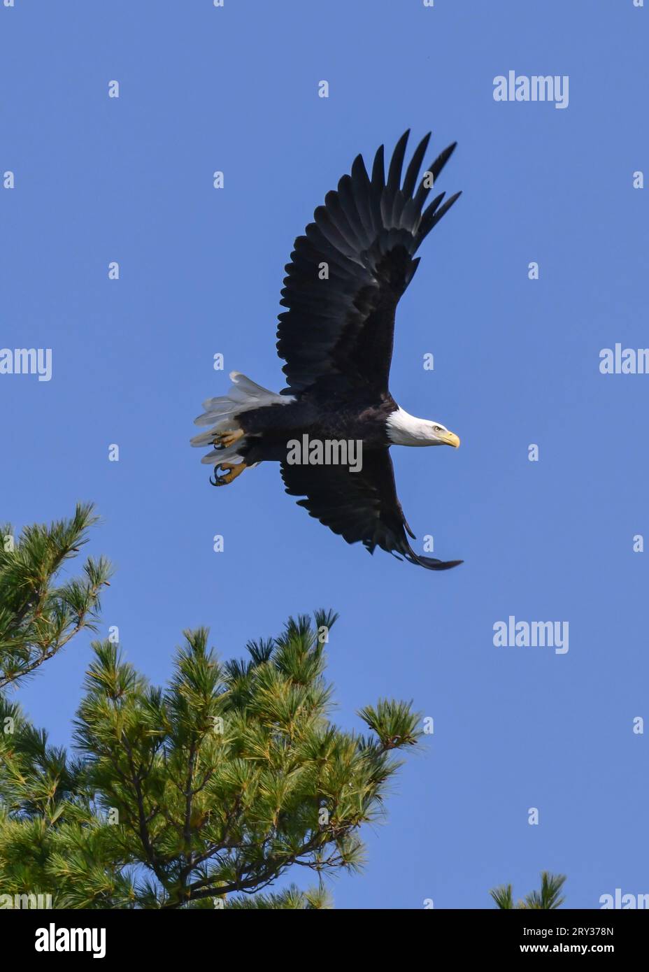 Single American Bald Eagle perched on the tree top ready to fly Stock Photo
