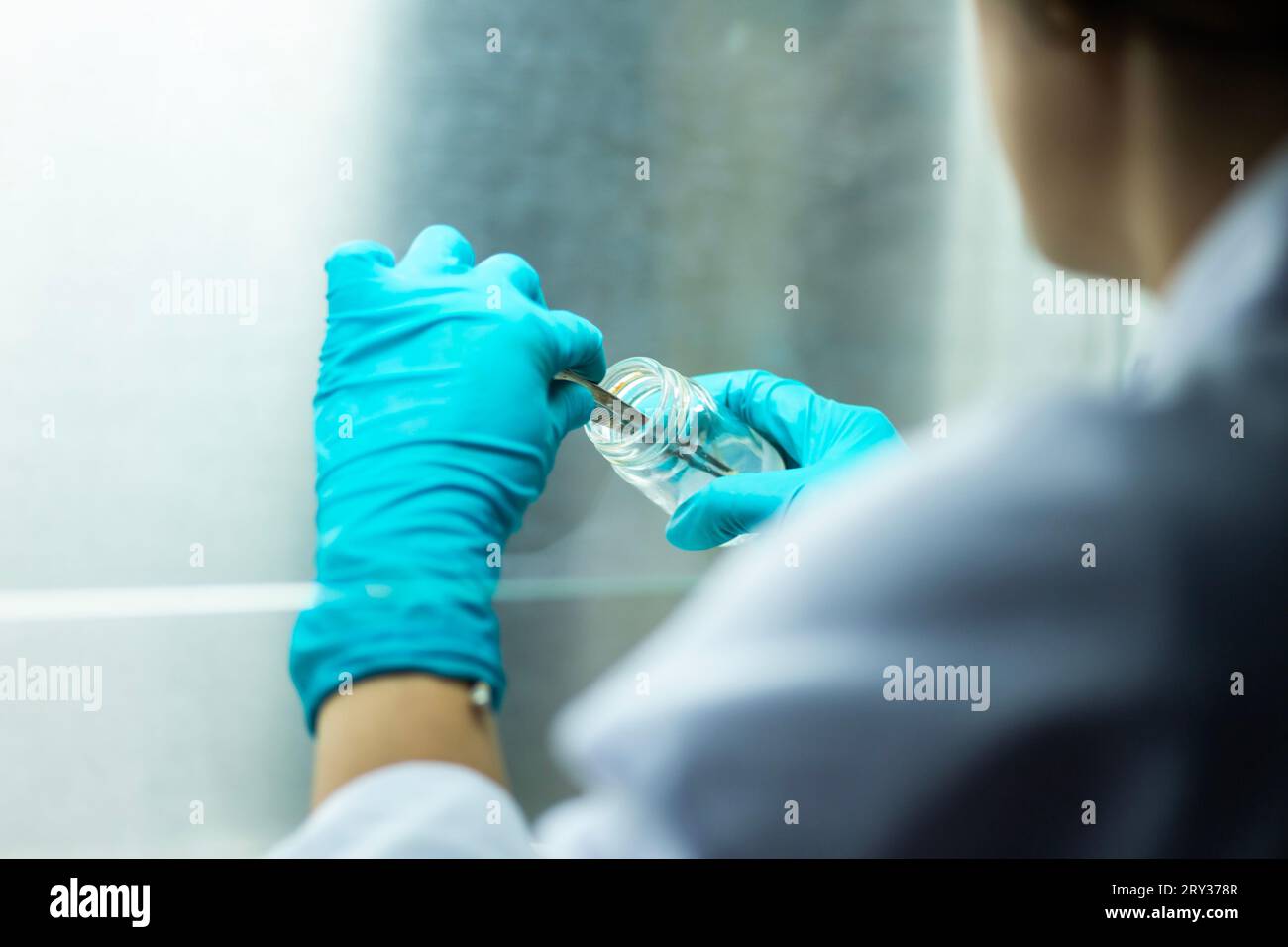 Plant Tissue Culture for Agricultural Research, stem Cell Regeneration in Plant Tissue Culture Stock Photo