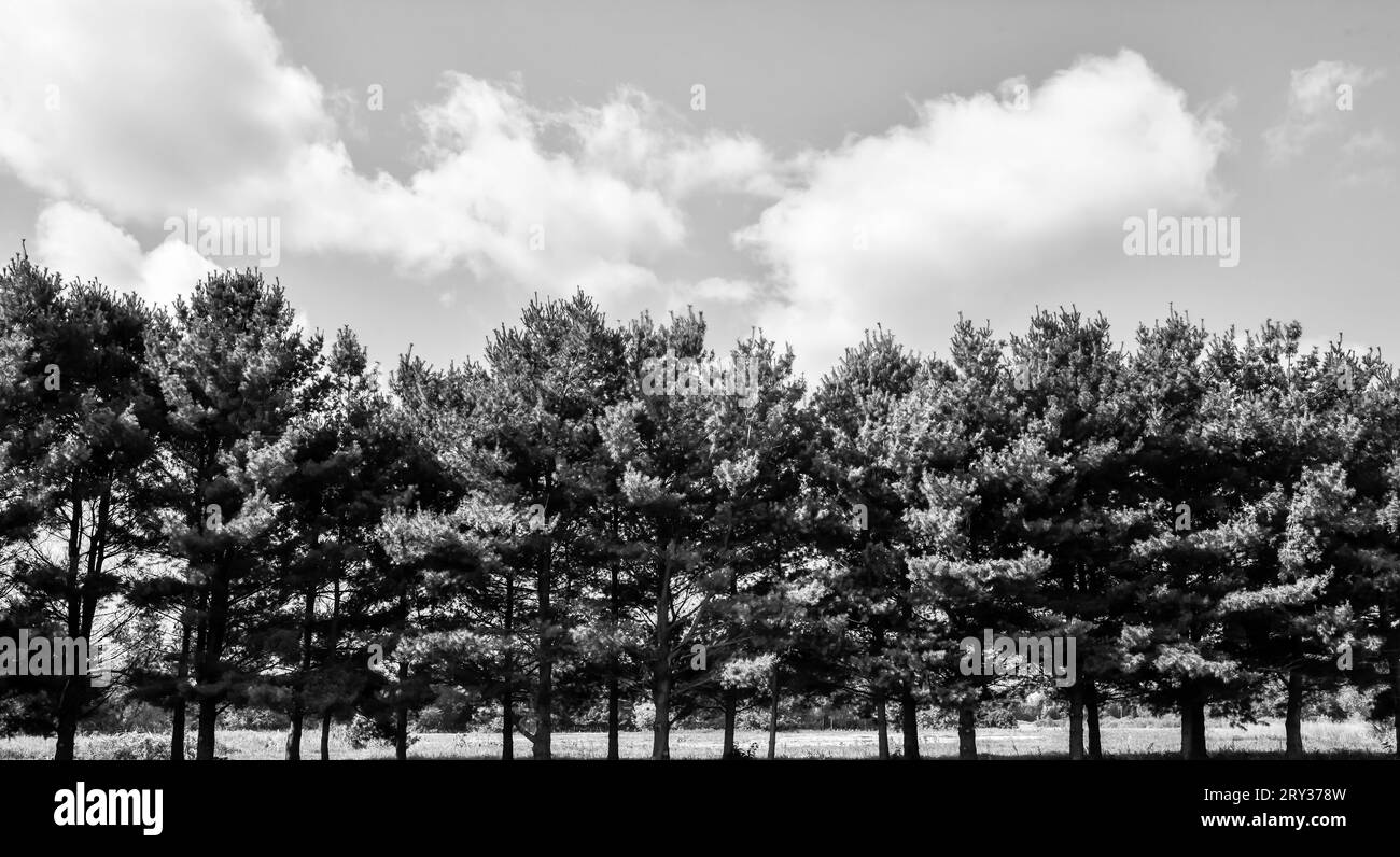 Row of green treetops under white clouds and blue sky Stock Photo