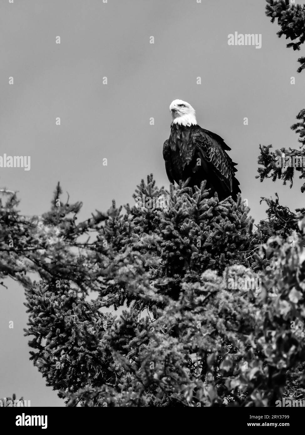Bald eagle beak Black and White Stock Photos & Images - Alamy