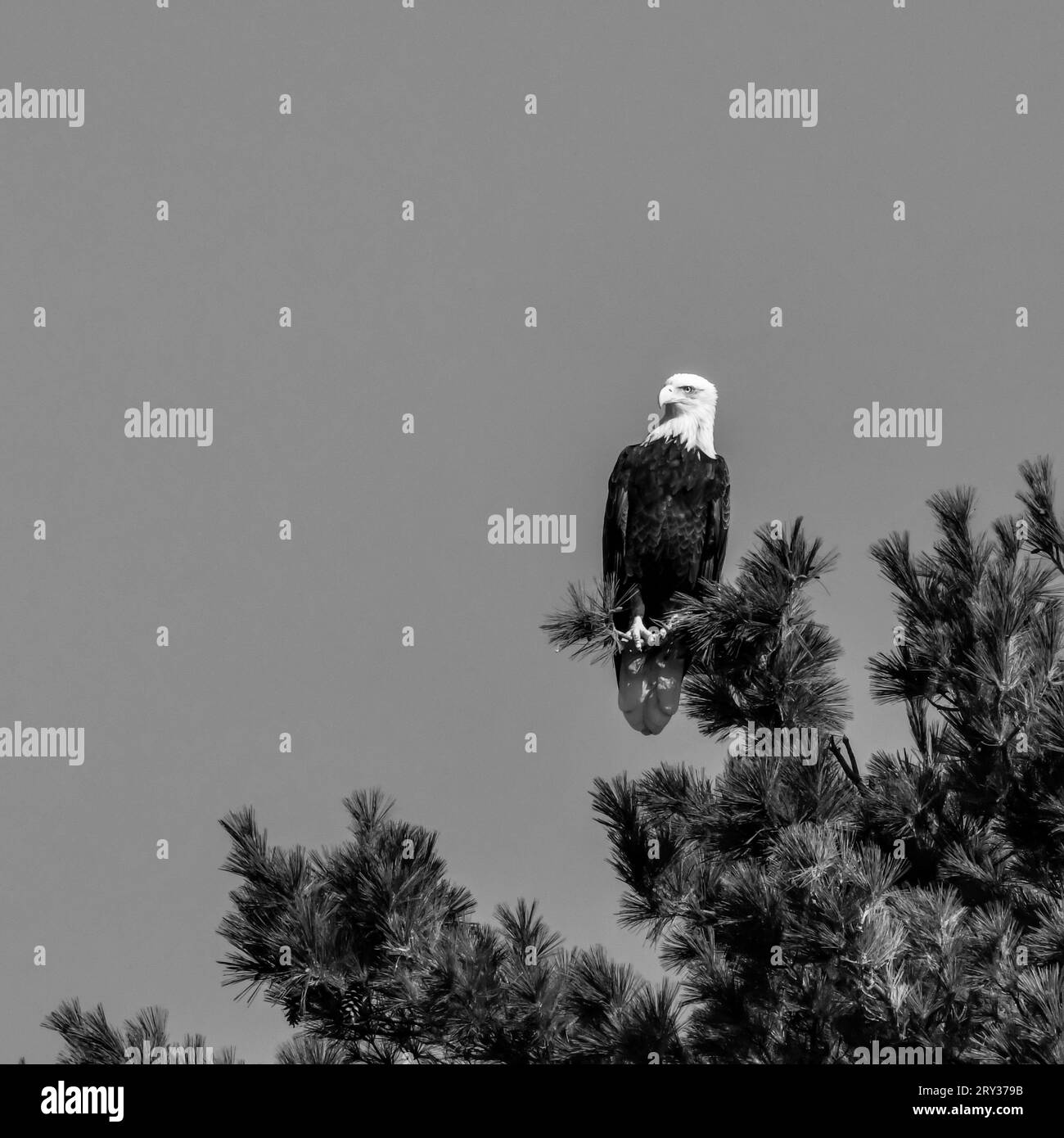 Single American Bald Eagle perched on the tree top ready to fly Stock