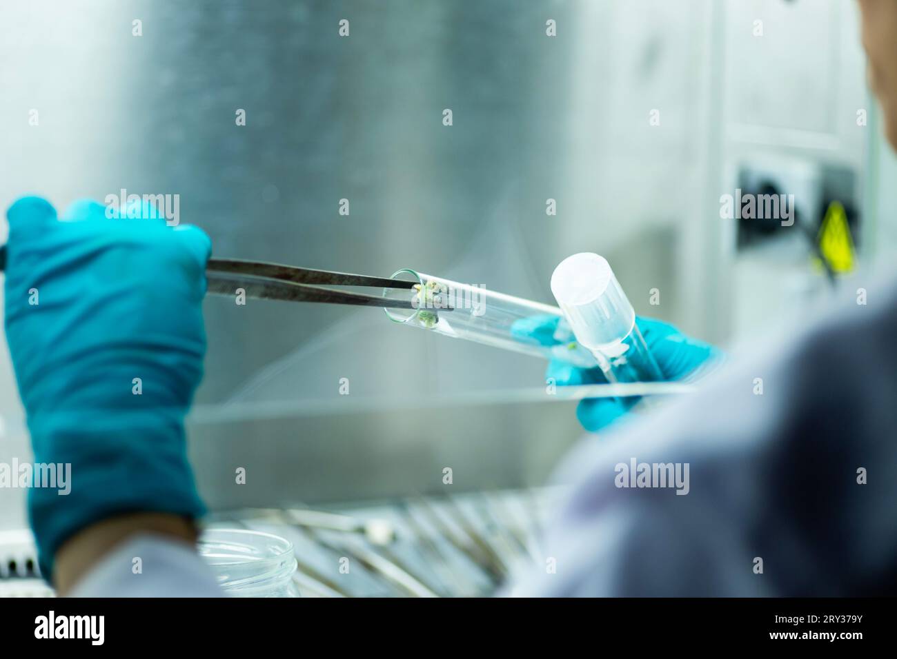 Plant Tissue Culture for Agricultural Research, stem Cell Regeneration in Plant Tissue Culture Stock Photo
