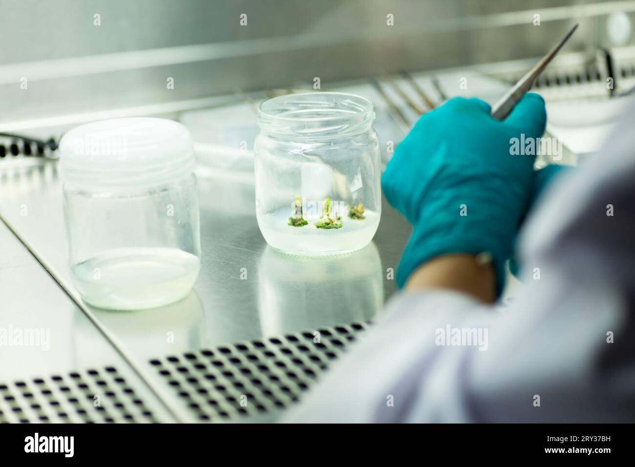Plant Tissue Culture for Agricultural Research, stem Cell Regeneration