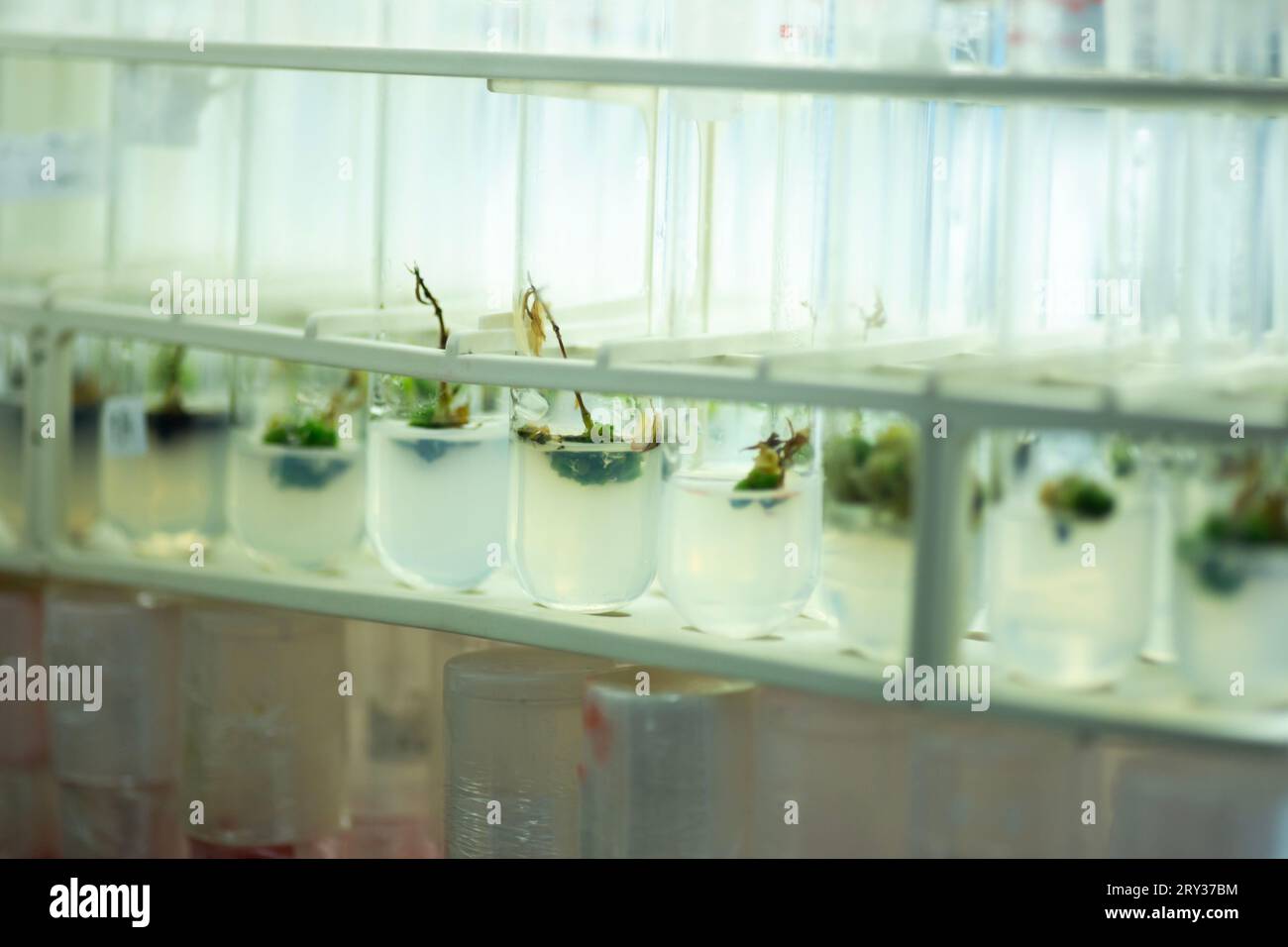 Plant Tissue Culture for Agricultural Research, stem Cell Regeneration in Plant Tissue Culture Stock Photo