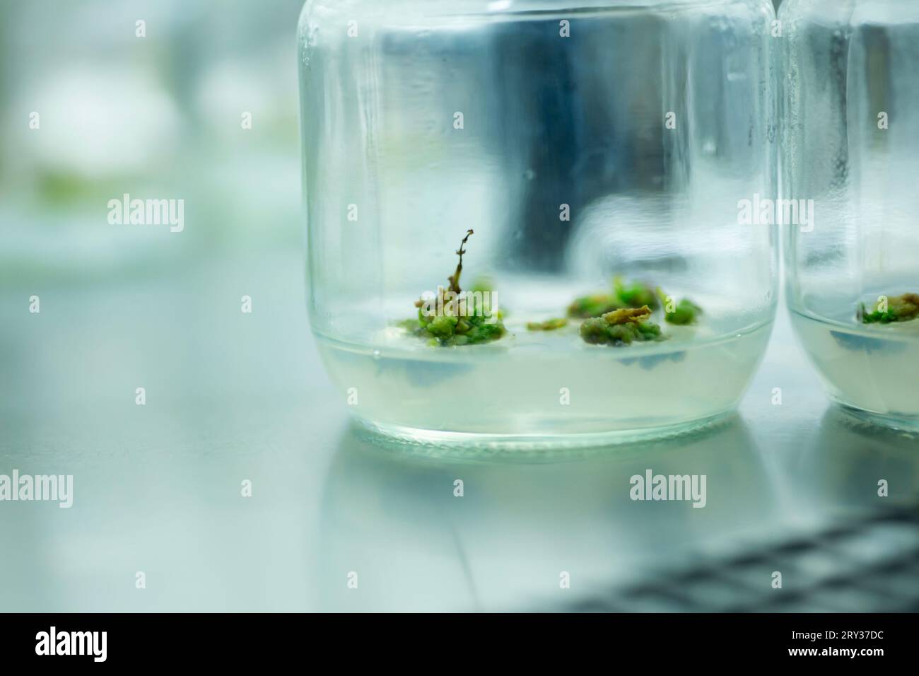 Plant Tissue Culture for Agricultural Research, stem Cell Regeneration in Plant Tissue Culture Stock Photo