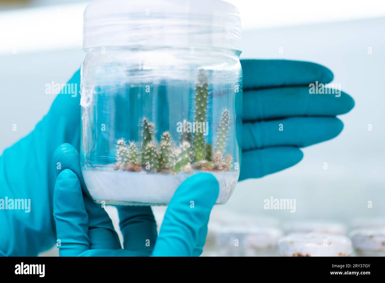 Plant Tissue Culture for Agricultural Research, stem Cell Regeneration in Plant Tissue Culture Stock Photo