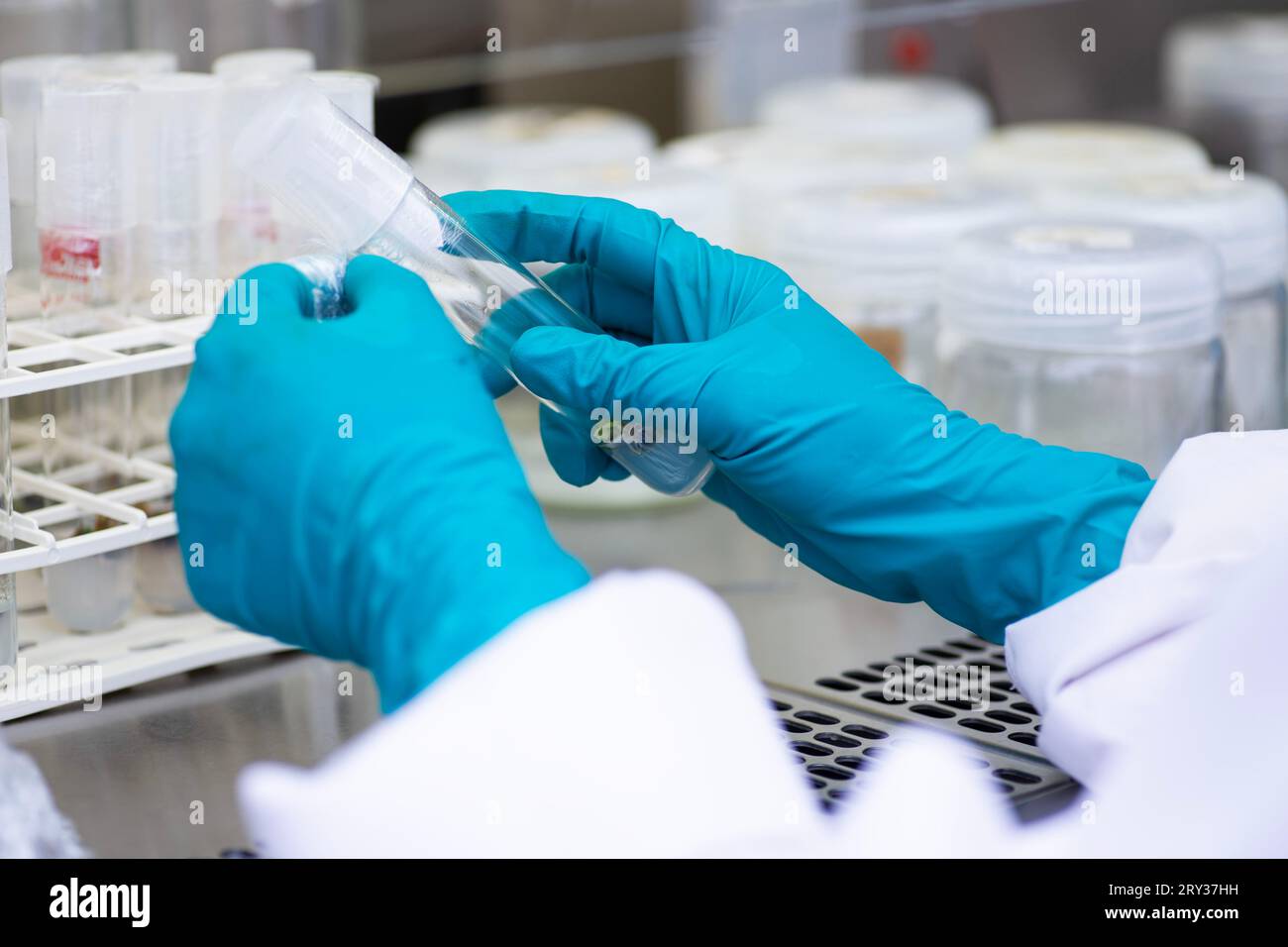 Plant Tissue Culture for Agricultural Research, stem Cell Regeneration in Plant Tissue Culture Stock Photo