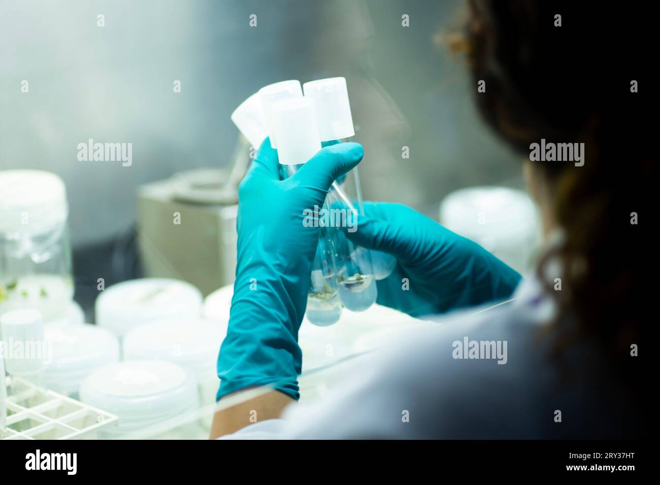 Plant Tissue Culture for Agricultural Research, stem Cell Regeneration in Plant Tissue Culture Stock Photo