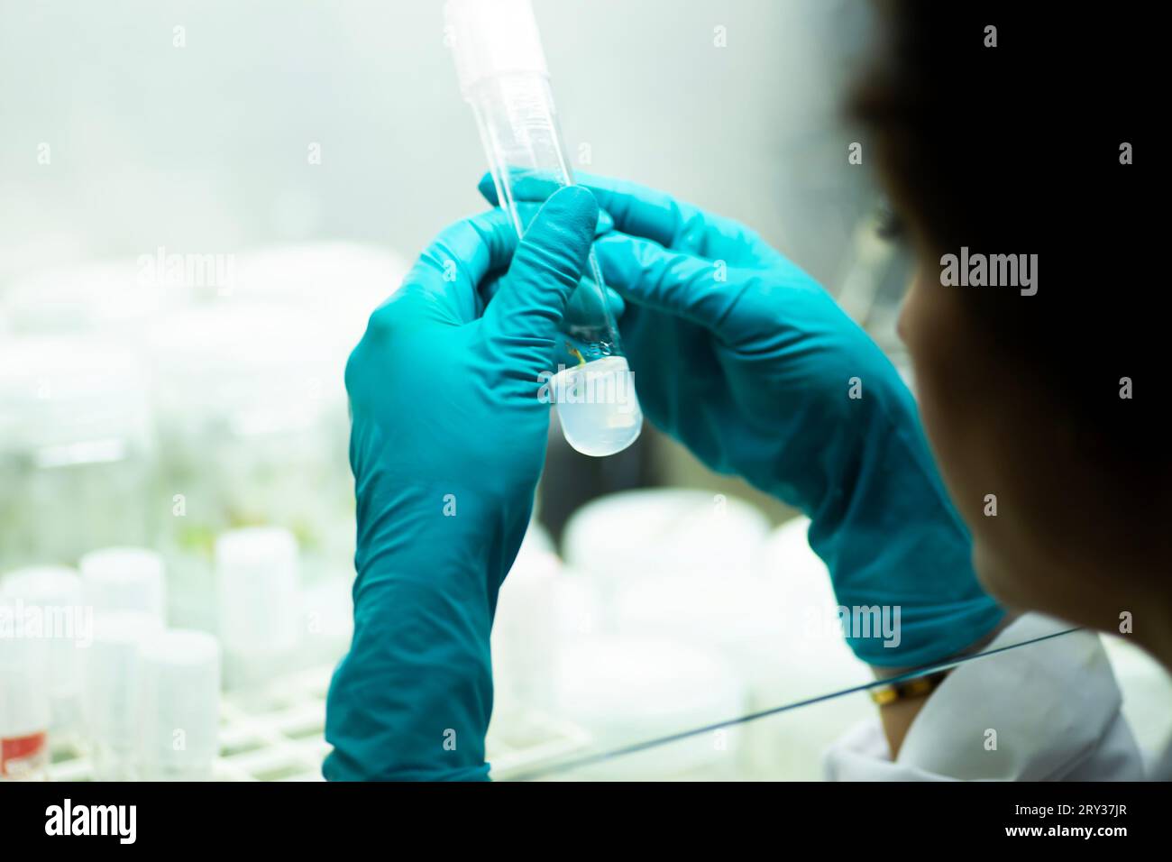 Plant Tissue Culture for Agricultural Research, stem Cell Regeneration in Plant Tissue Culture Stock Photo