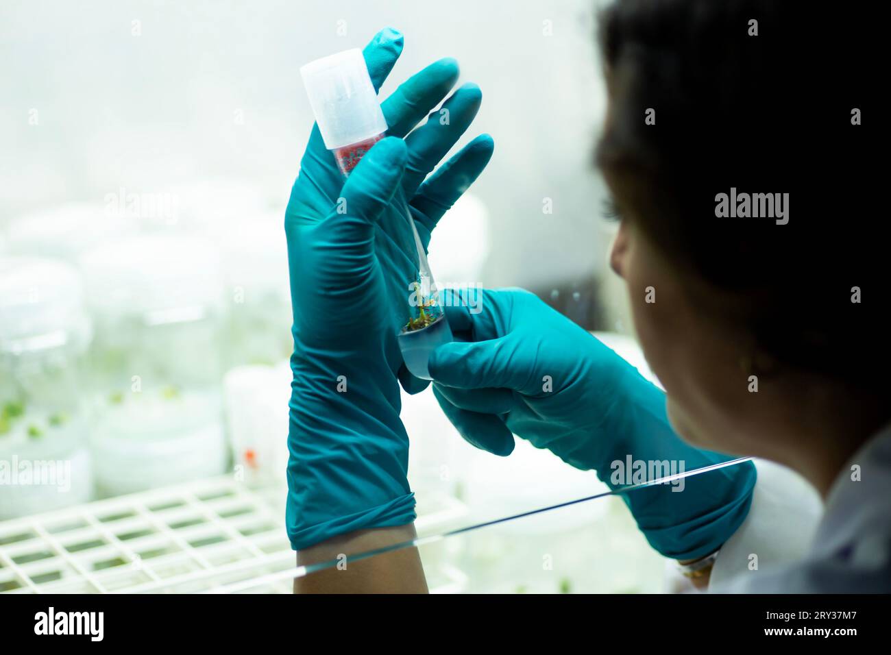 Plant Tissue Culture for Agricultural Research, stem Cell Regeneration in Plant Tissue Culture Stock Photo