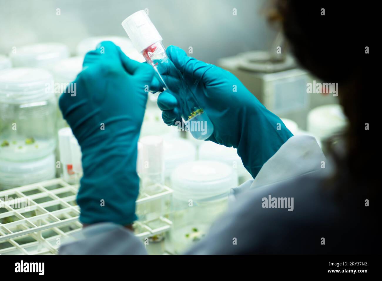 Plant Tissue Culture for Agricultural Research, stem Cell Regeneration in Plant Tissue Culture Stock Photo