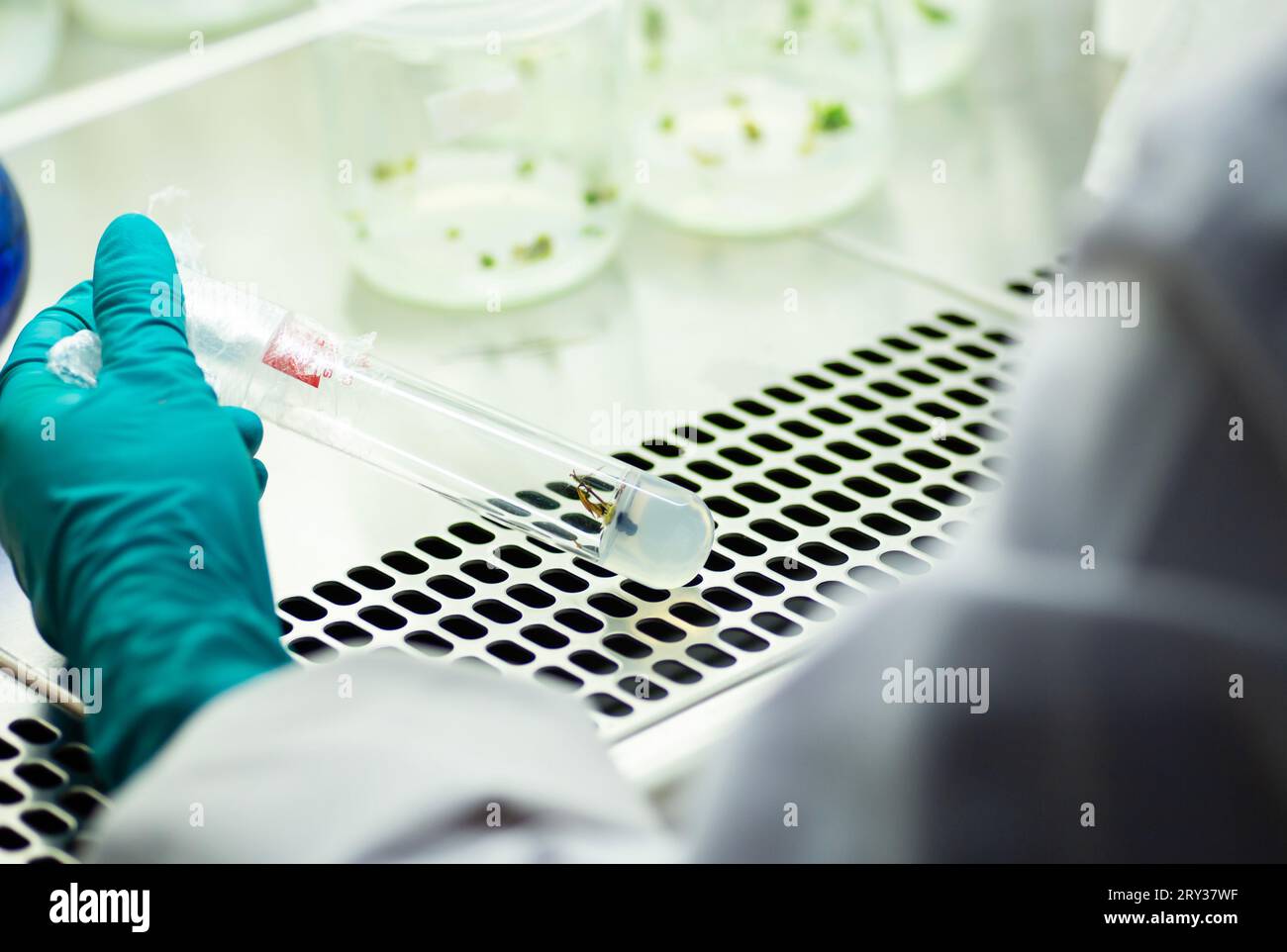 Plant Tissue Culture for Agricultural Research, stem Cell Regeneration in Plant Tissue Culture Stock Photo