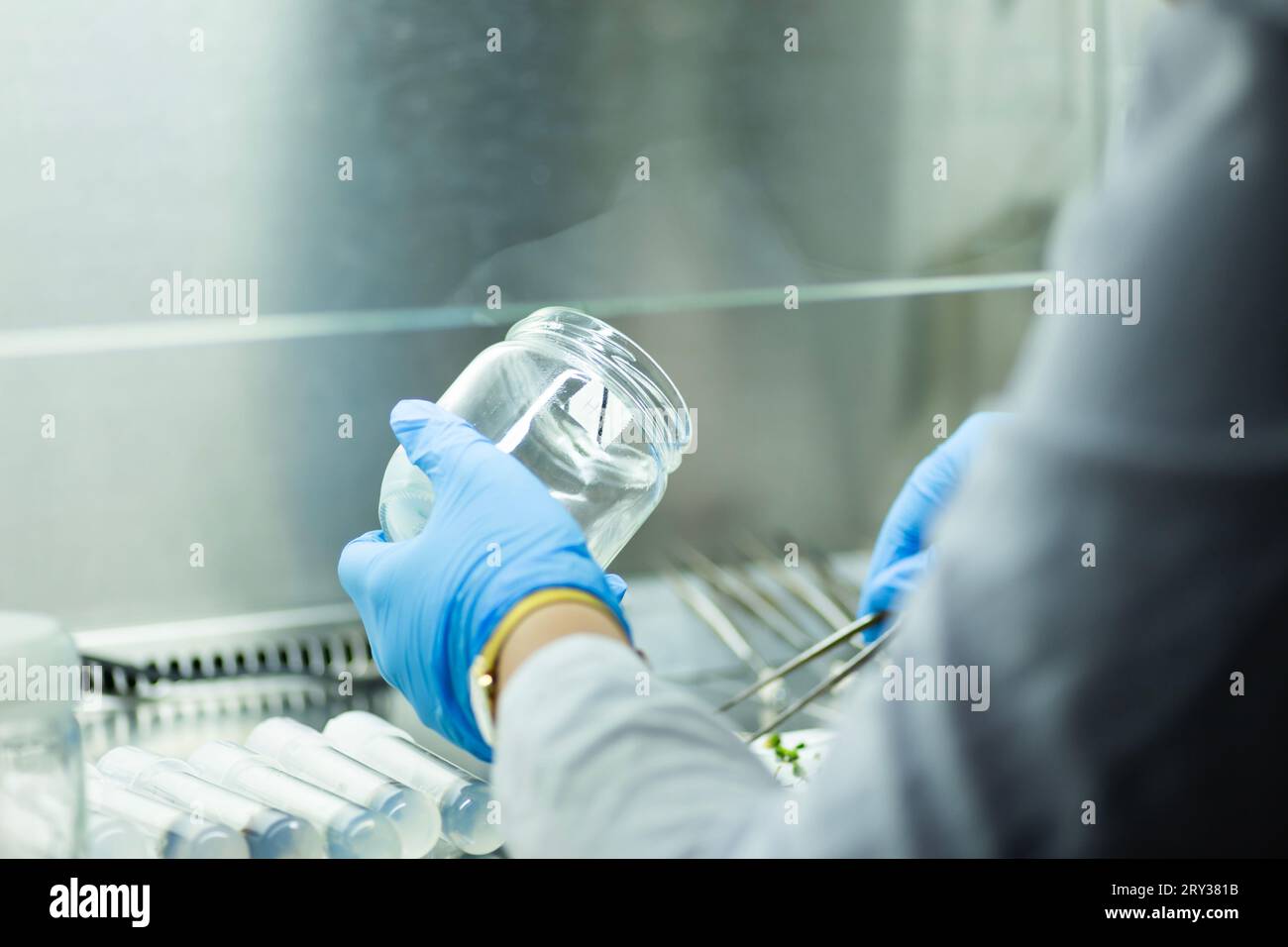 Plant Tissue Culture for Agricultural Research, stem Cell Regeneration in Plant Tissue Culture Stock Photo