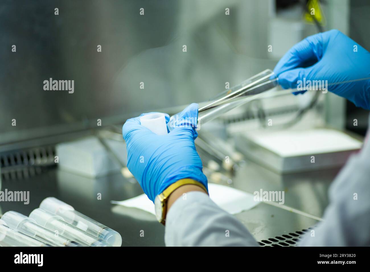 Plant Tissue Culture for Agricultural Research, stem Cell Regeneration in Plant Tissue Culture Stock Photo