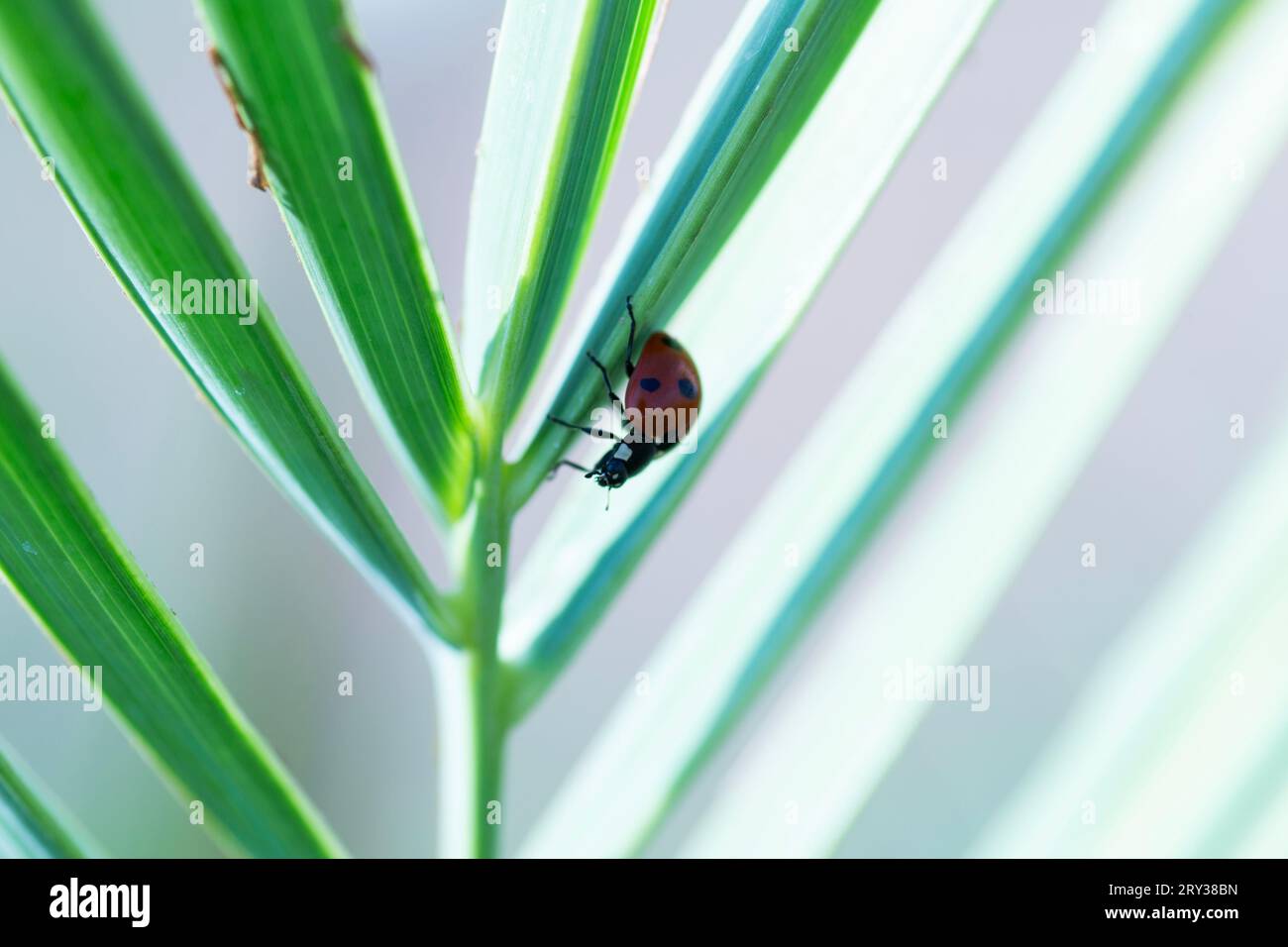 Cute Ladybug Crawling on Green Leaves Stock Photo