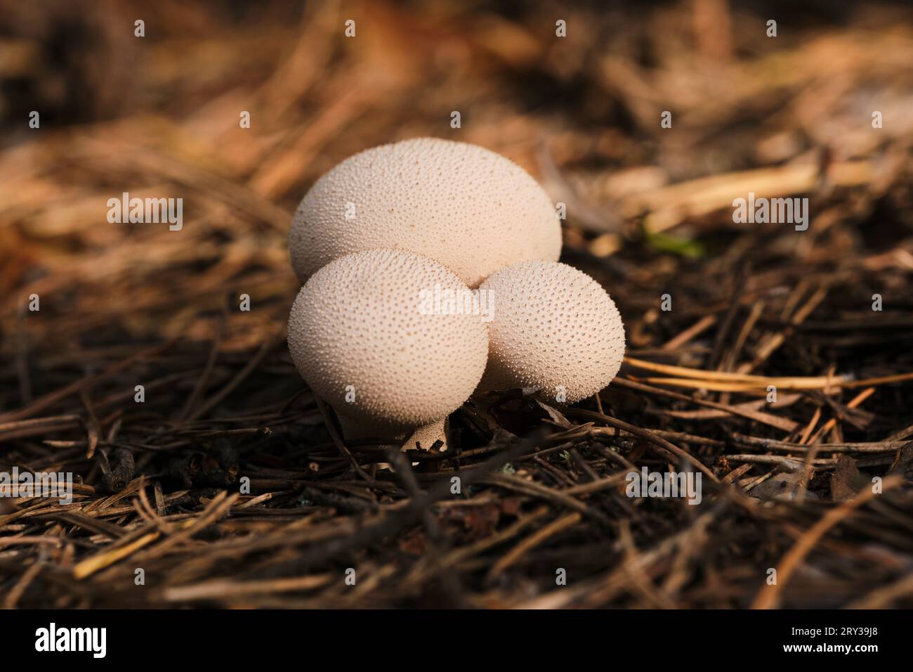 Raincoat mushroom grows on fallen pine needles Stock Photo