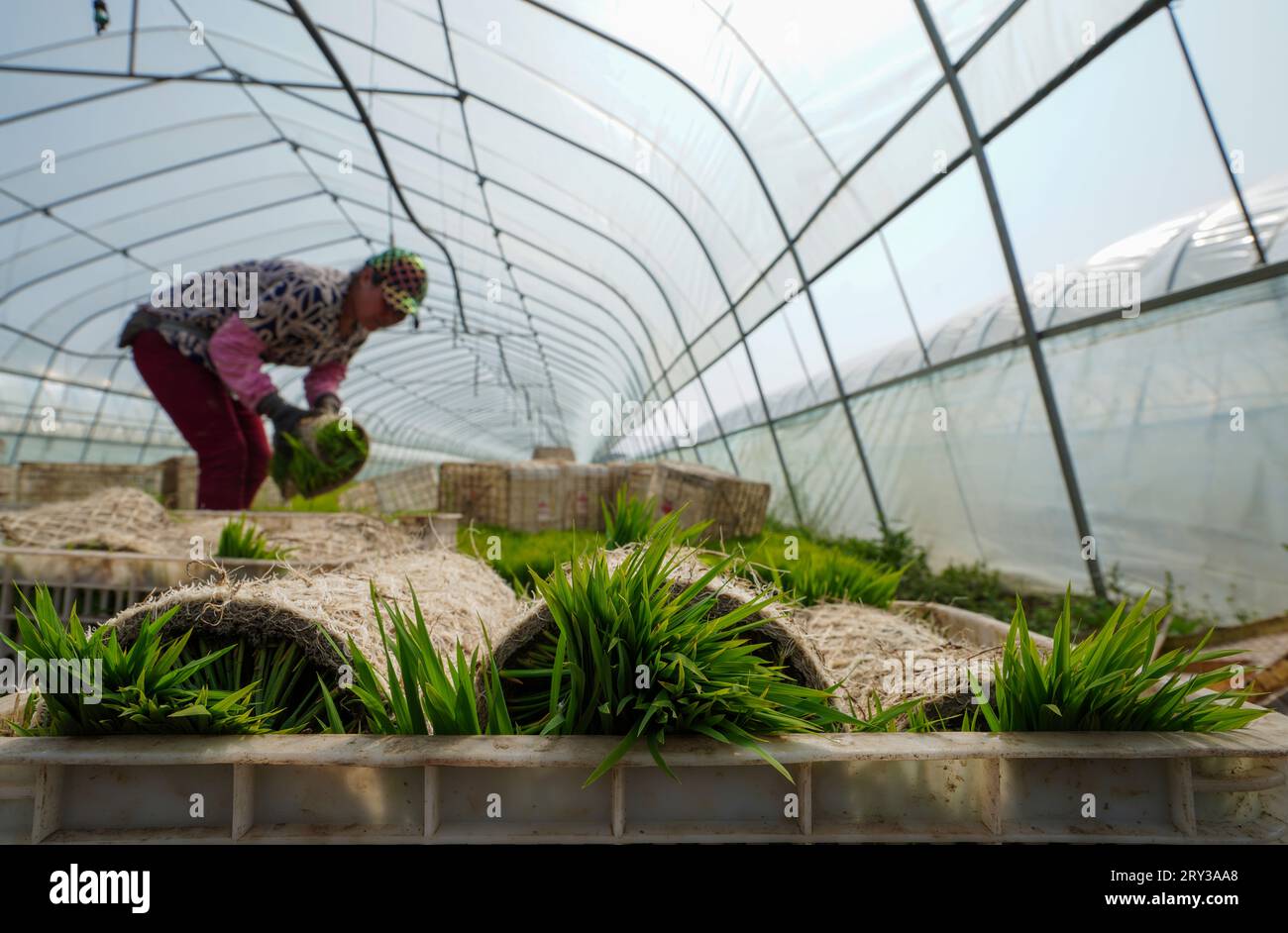 Transplanting of rice seedling hi-res stock photography and images - Alamy