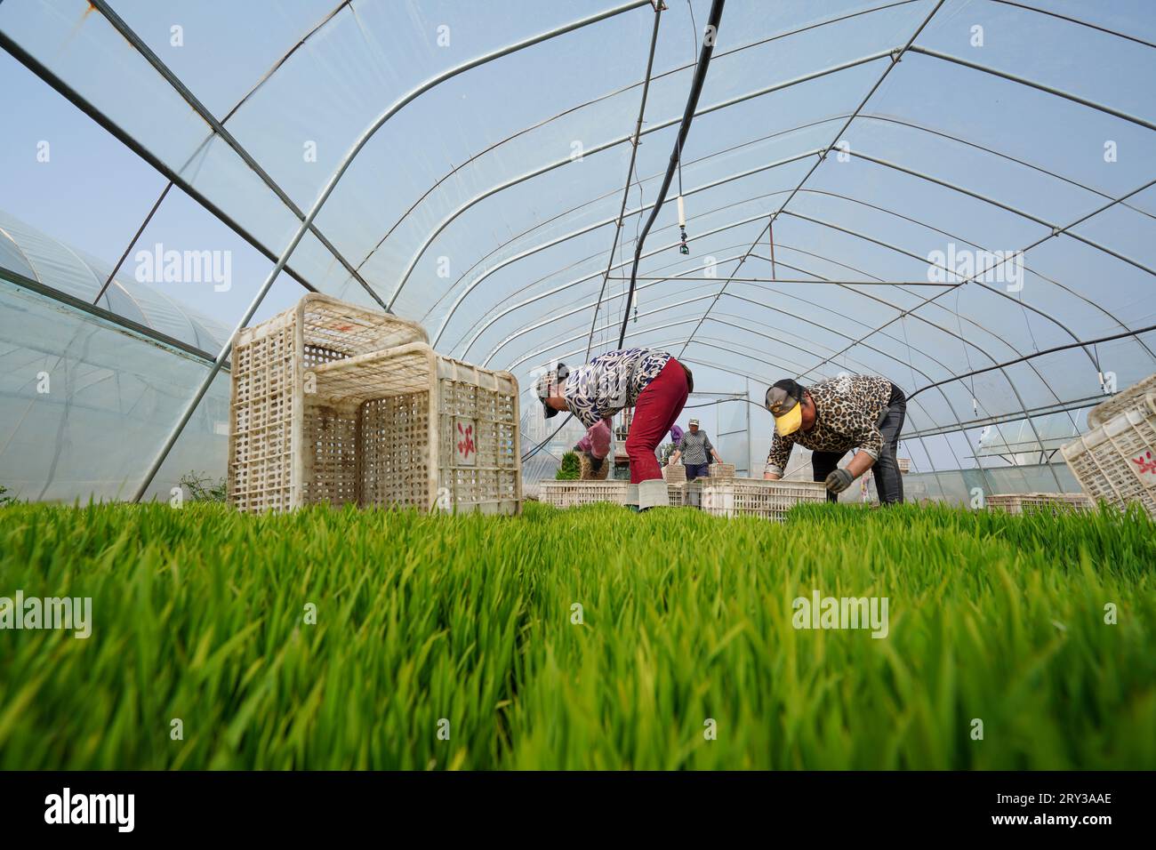 Transplanting of rice seedling hi-res stock photography and images - Alamy