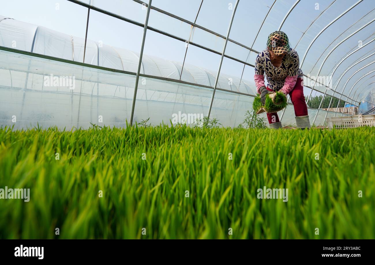 Transplanting of rice seedling hi-res stock photography and images - Alamy