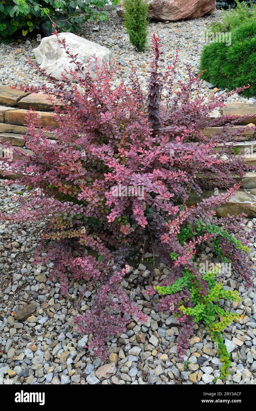 Berberis thunbergii variety Harlequin in garden. Ornamental shrub with variegated, mottled foliage in deep purple, pink and burgundy colors is a slow- Stock Photo