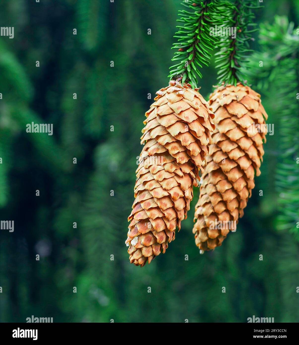 Fir Cones hanging from Norway Spruce Tree Stock Photo