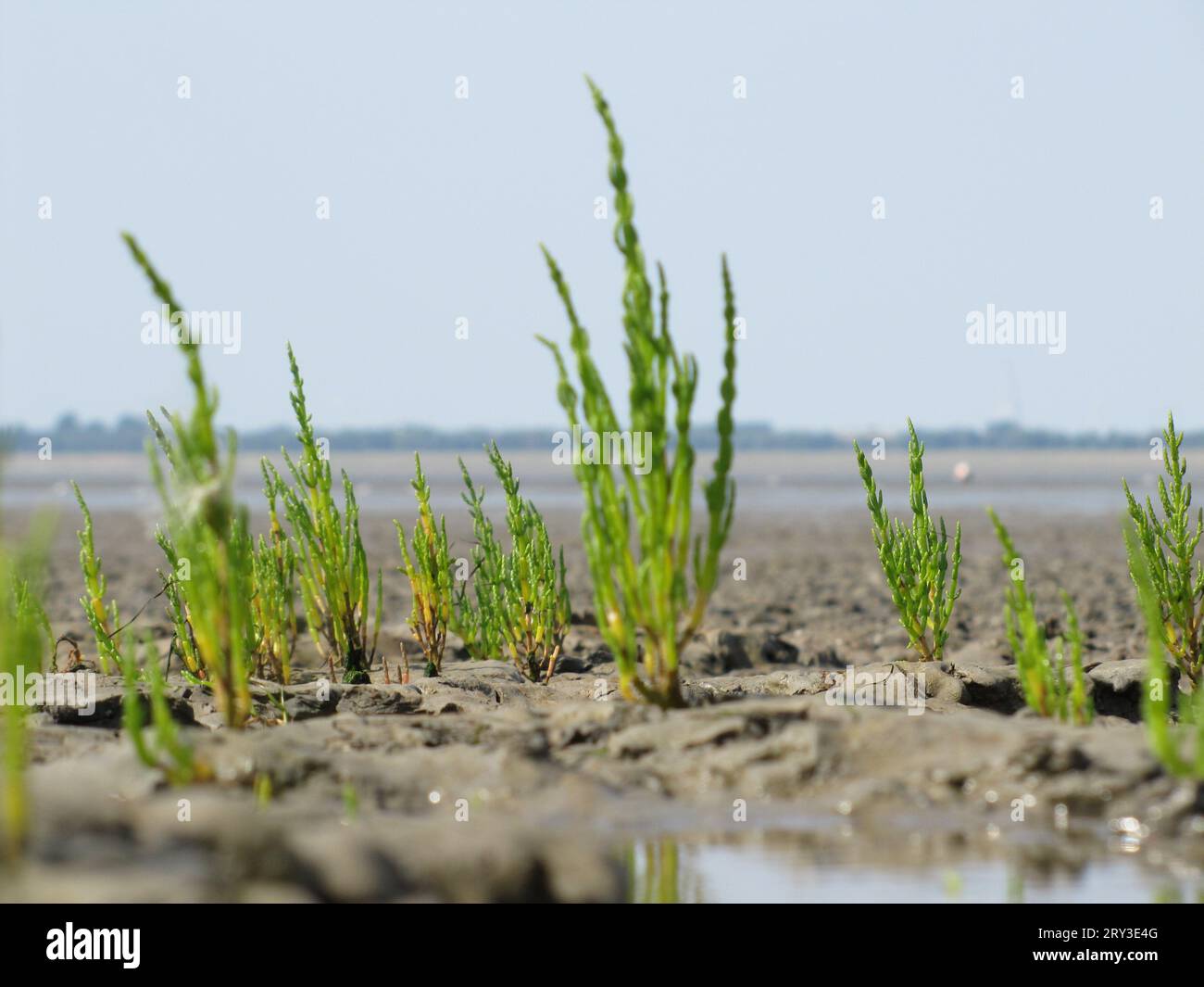 Salicornia europea (Wadden sea ) Stock Photo