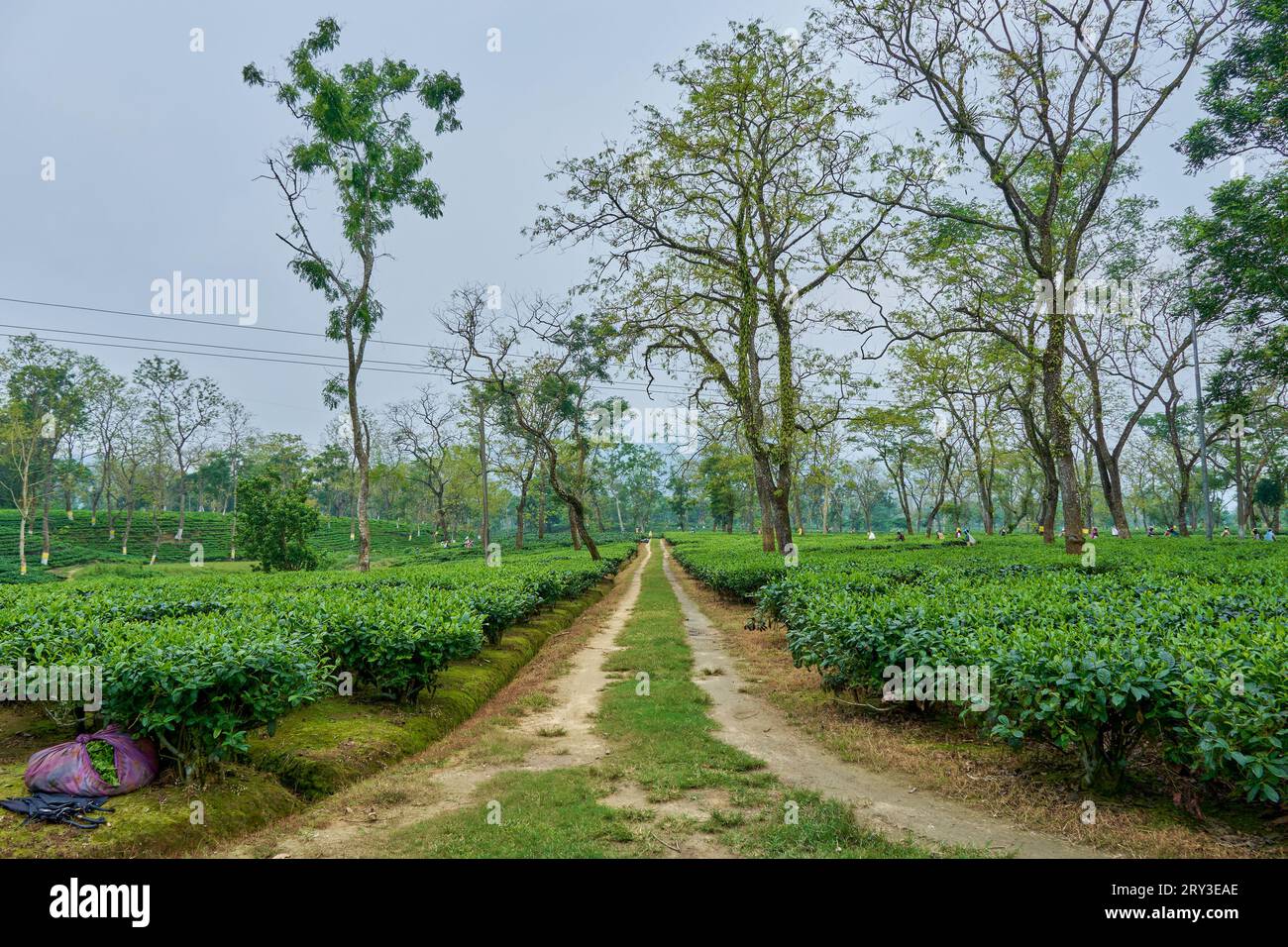 Path through tea gardens Stock Photo