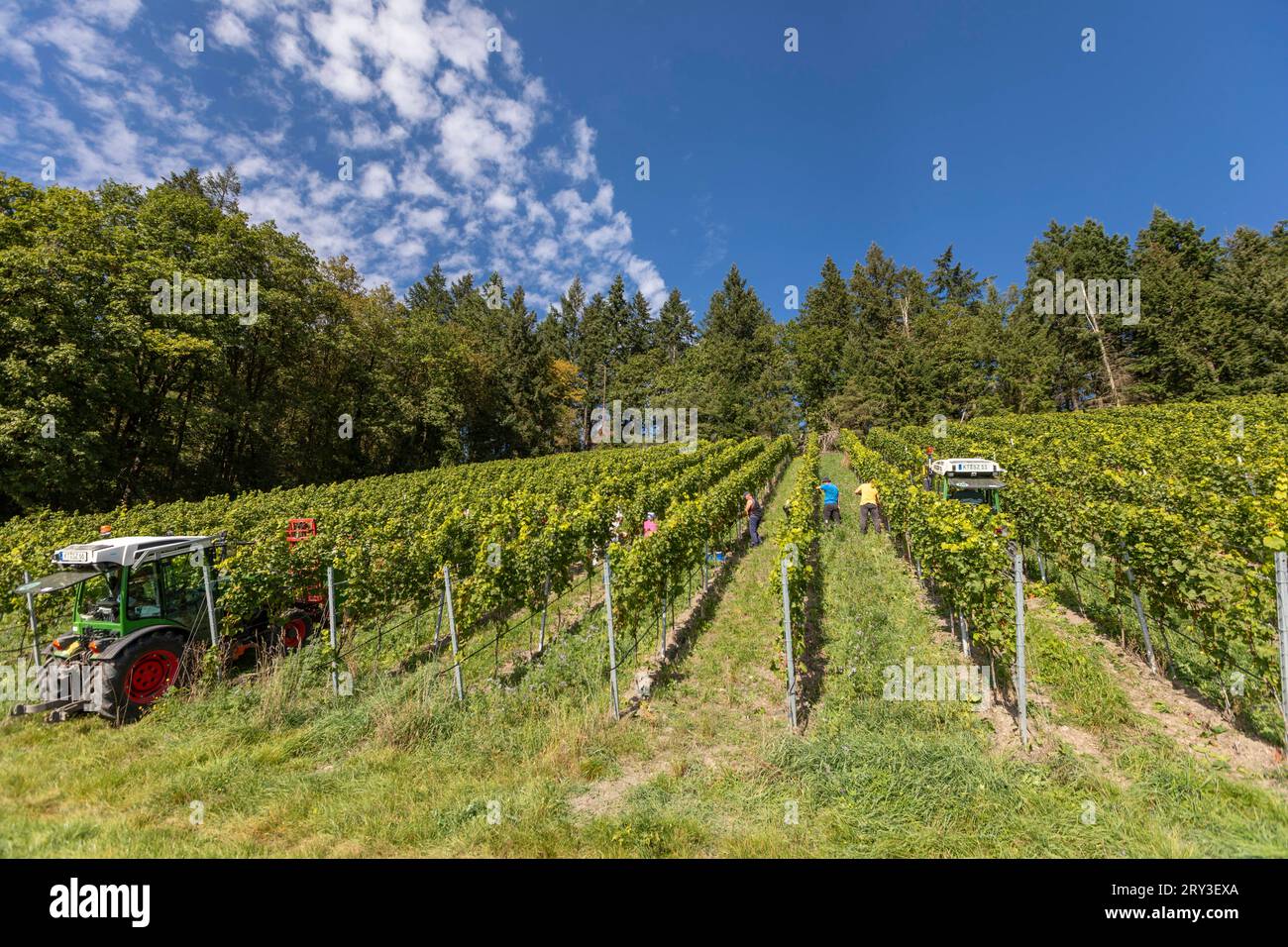 Integrierter weinbau hires stock photography and images Alamy