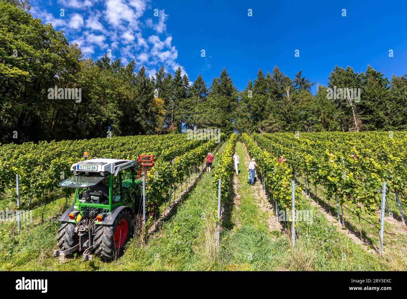 Integrierter weinbau hires stock photography and images Alamy