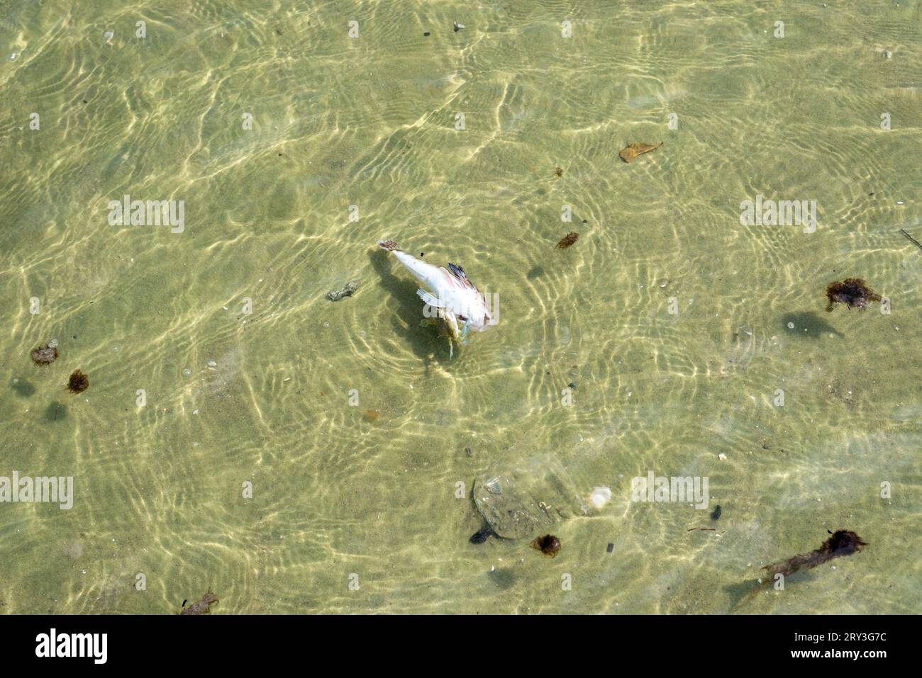 A dead fish floating in the yellow water of a beach. Problems in the environment. Santo Amaro, Bahia. Stock Photo