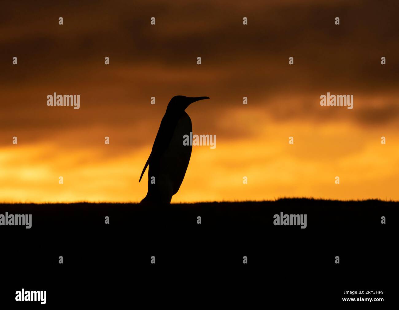 King Penguin Silhouette Stock Photo