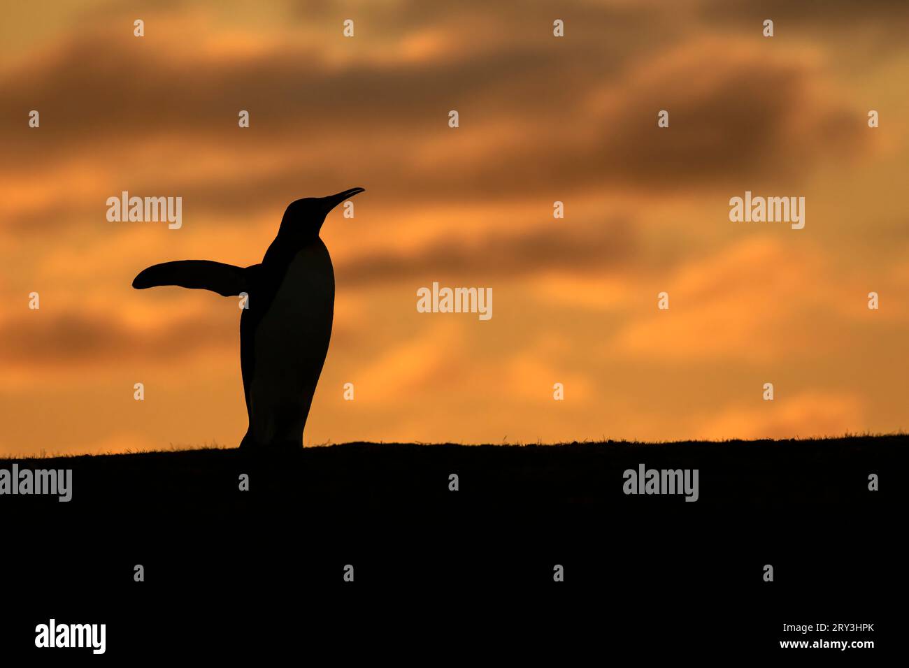 King Penguin Silhouette Stock Photo