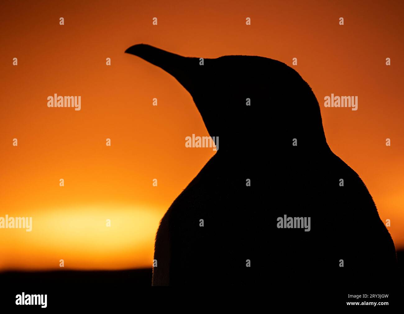 King Penguin Silhouette Stock Photo