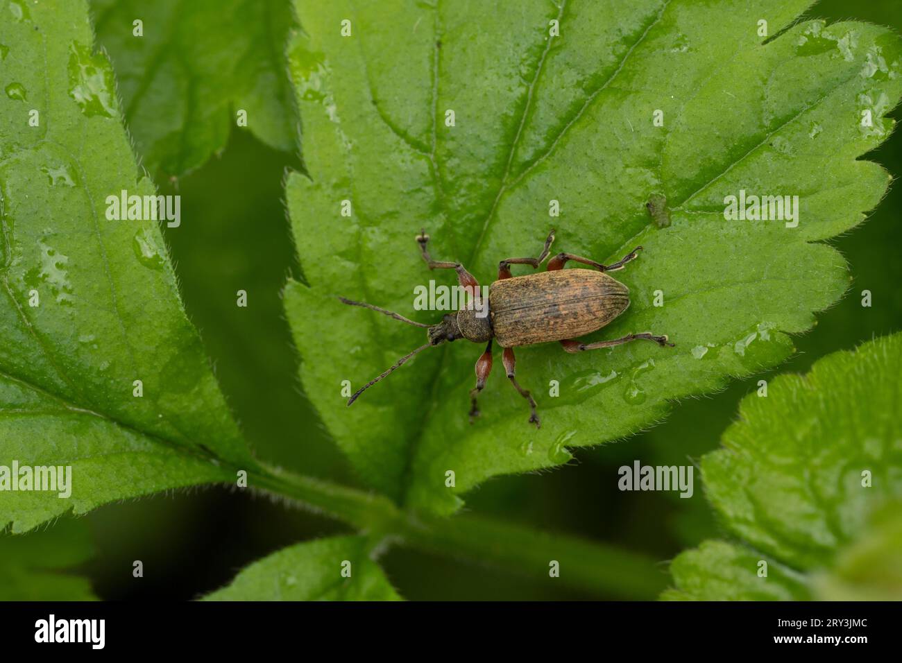 Phyllobius glaucus Family Curculionidae Genus Phyllobius Weevil beetle wild nature insect photography, picture, wallpaper Stock Photo