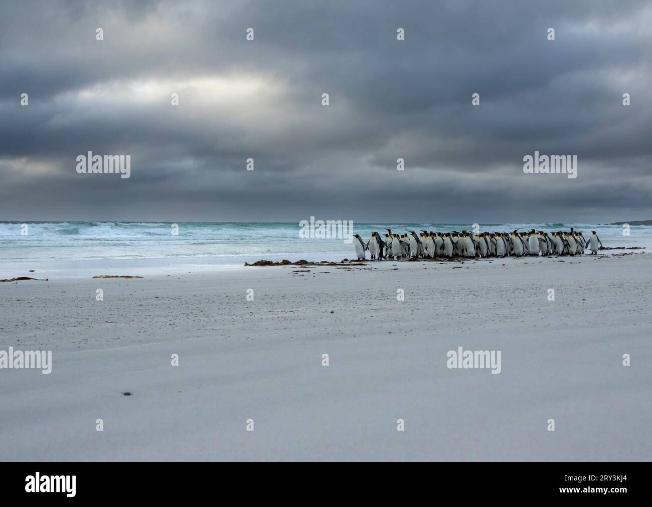 Flock of King Penguins on Volunteer Beach, Falkland Islands Stock Photo