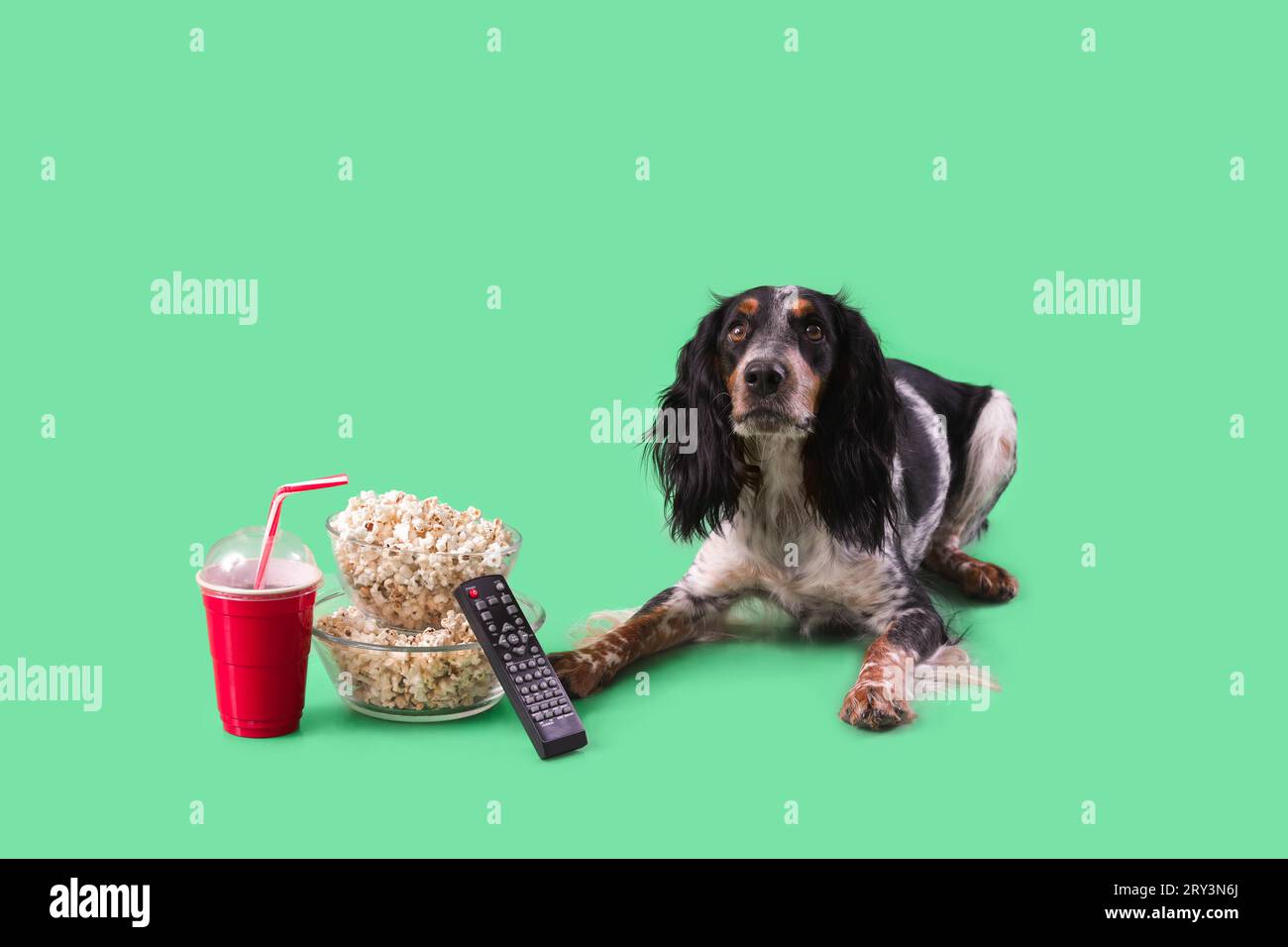 Cute cocker spaniel dog with bowls of popcorn, soda and TV remote lying on green background Stock Photo