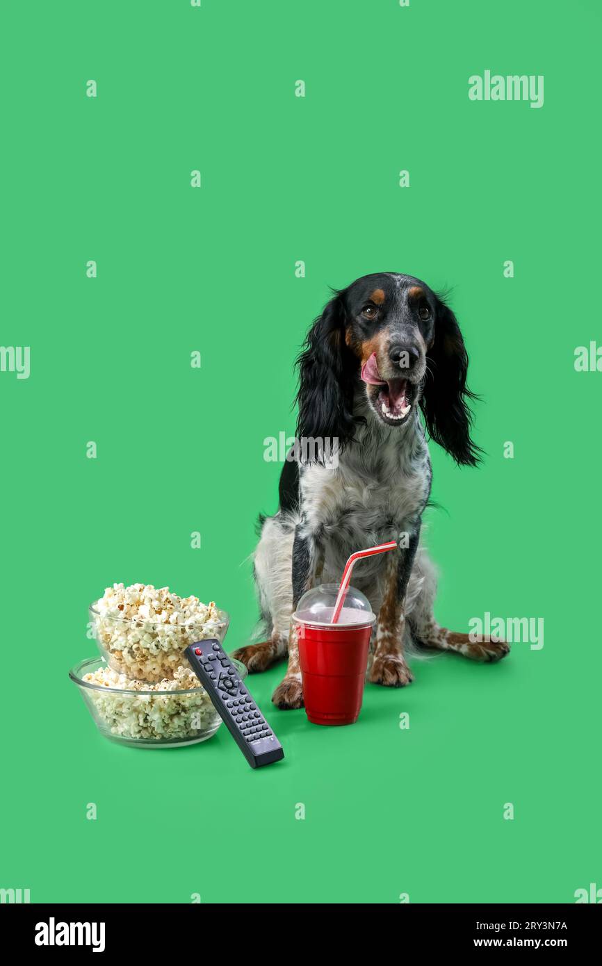 Cute cocker spaniel dog with bowls of popcorn, soda and TV remote sitting on green background Stock Photo