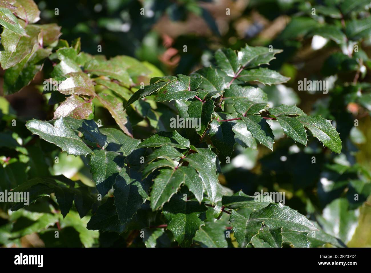 Shrub green leaves in hi-res stock photography and images - Alamy