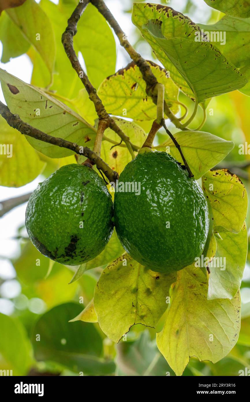 Fruit growing an Avocado tree, Persea americana, in the Caracol Archeological Reserve in the highlands of Belize. Stock Photo