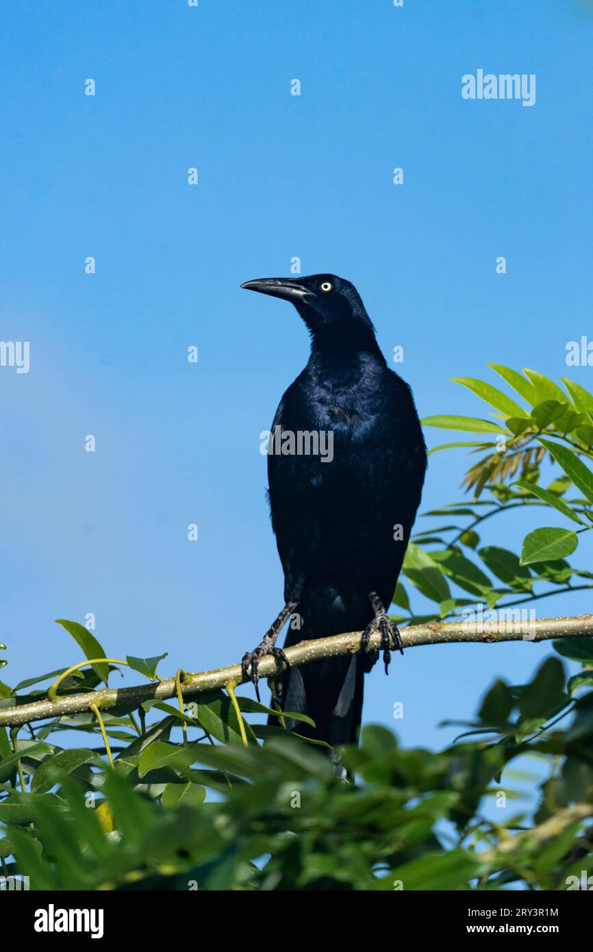 A male Great-tailed Grackle, Quiscalus mexicanus, perched in a tree in San Ignacio, Cayo District, Belize. Stock Photo