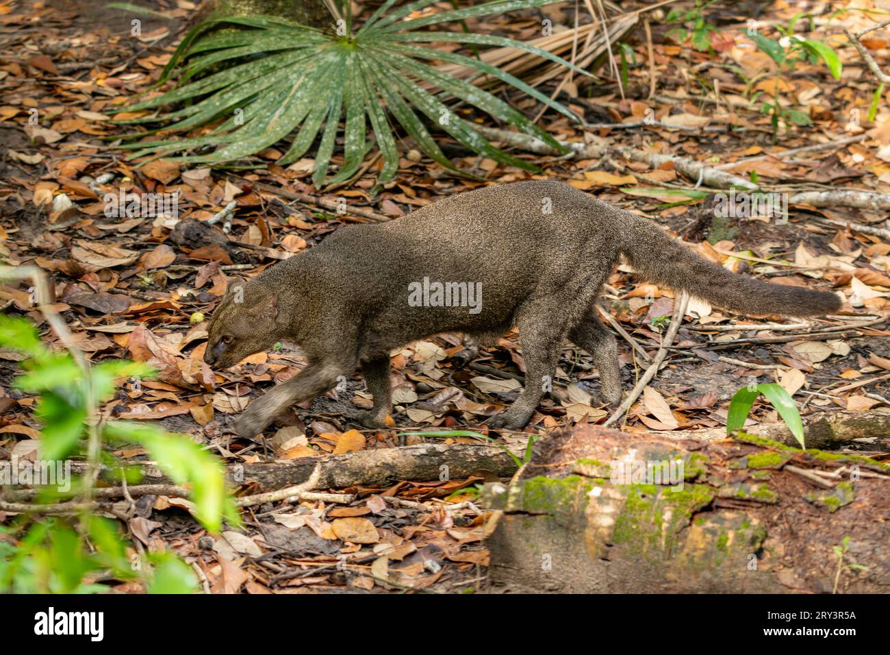 A Jaguarundi, Herpailurus yaguarondi, in the Belize Zoo. Stock Photo