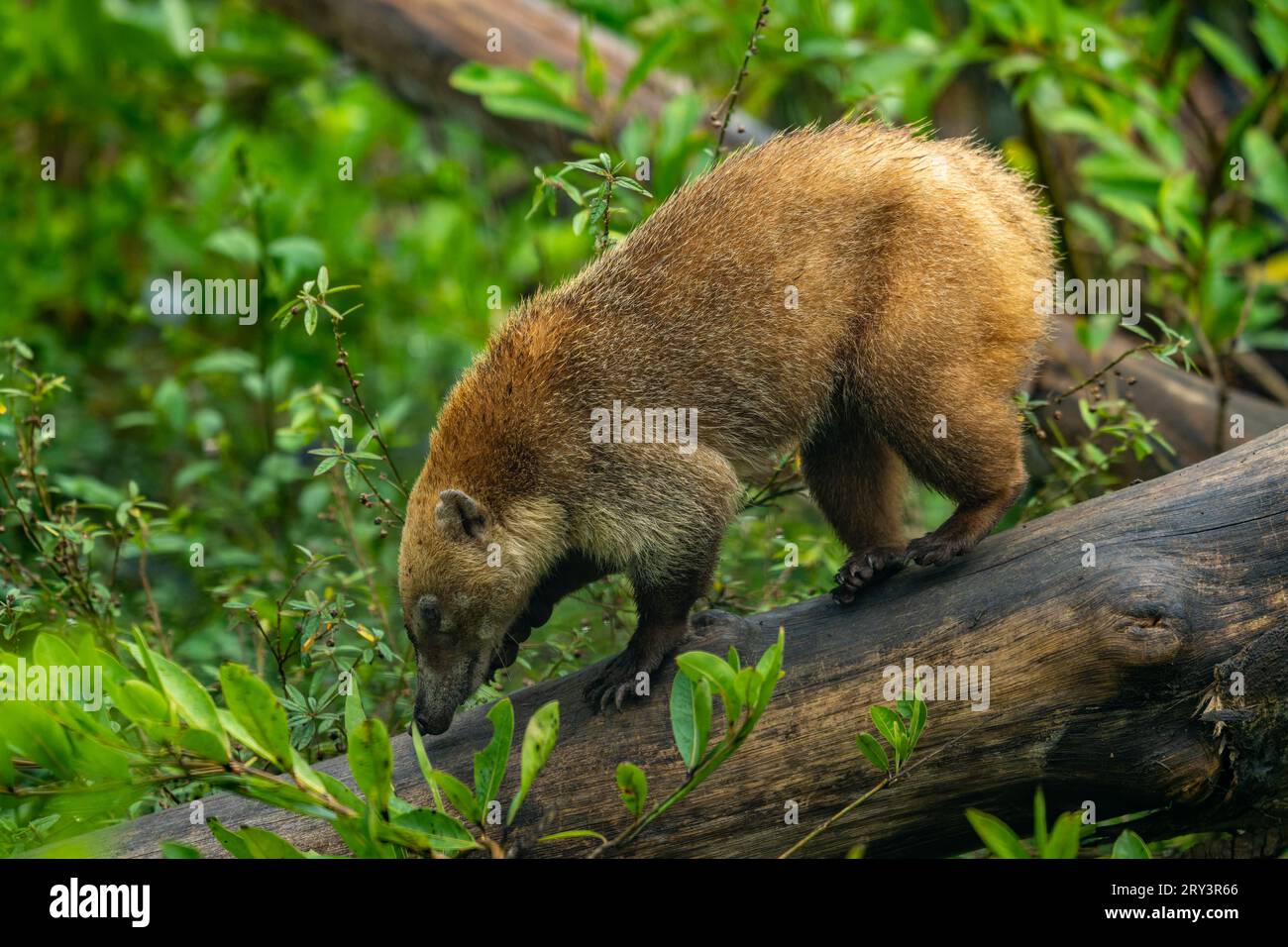 A White-nosed Coati, Nasua narica, in the Belize Zoo. Stock Photo