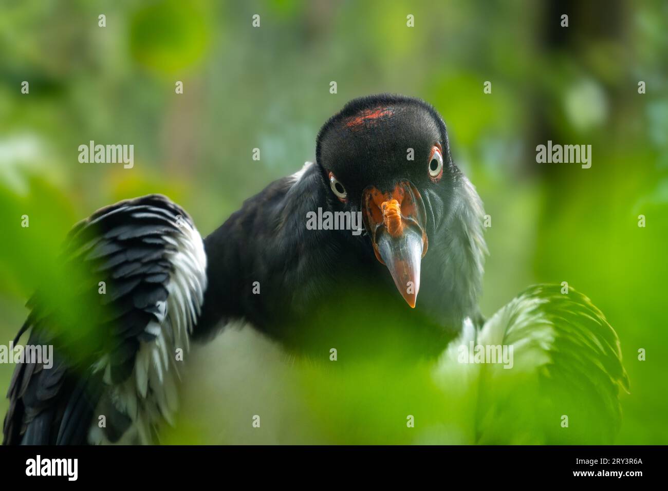 A King Vulture, Sarcoramphus papa, in the Belize Zoo. Stock Photo