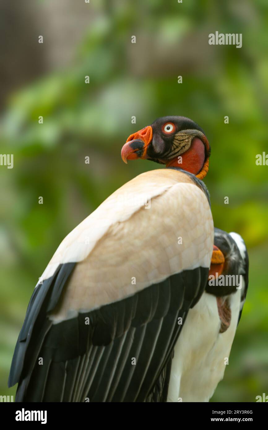 A King Vulture, Sarcoramphus papa, in the Belize Zoo. Stock Photo