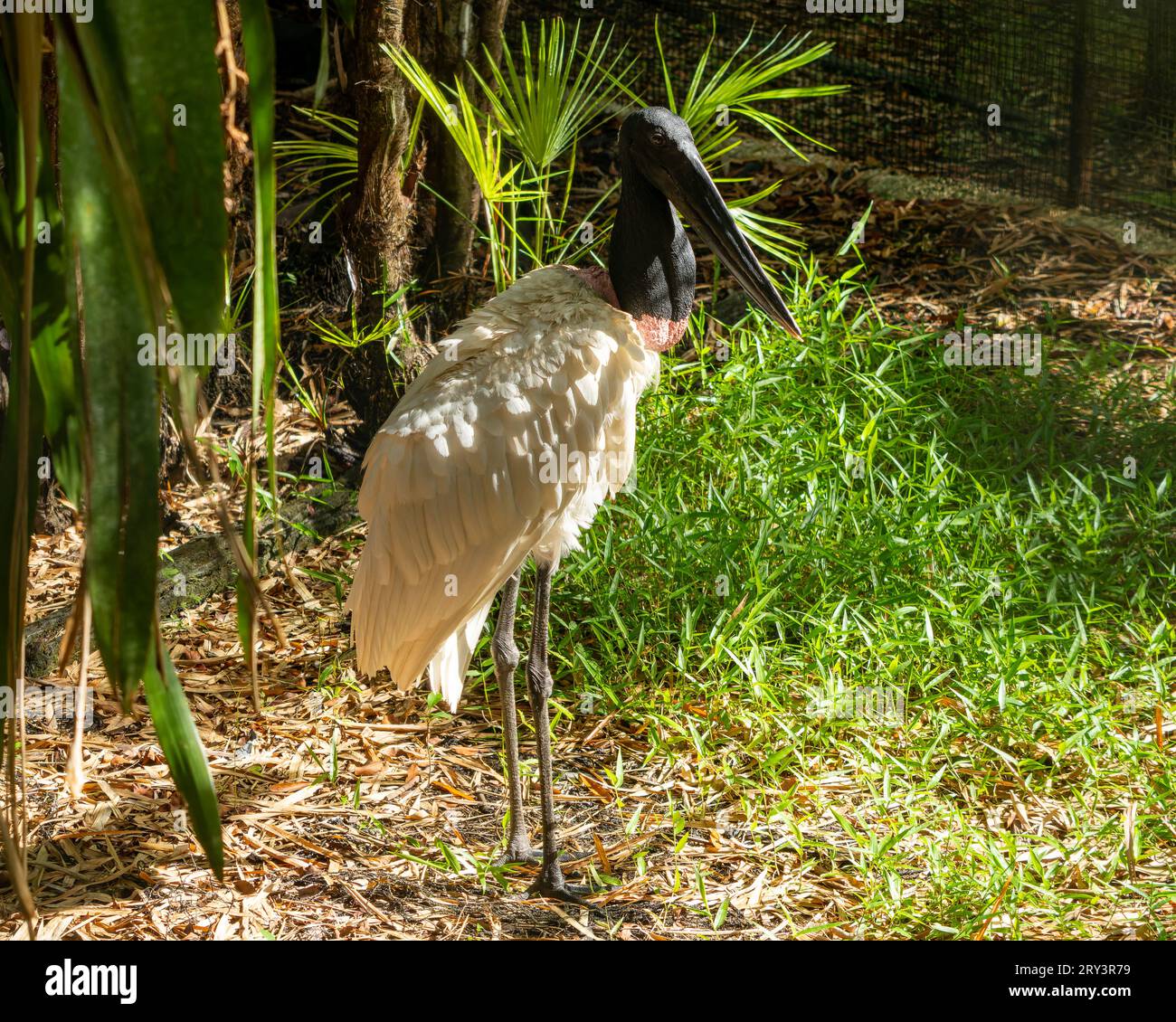 A Jabiru, Jabiru mycteria, in the Belize Zoo. Stock Photo