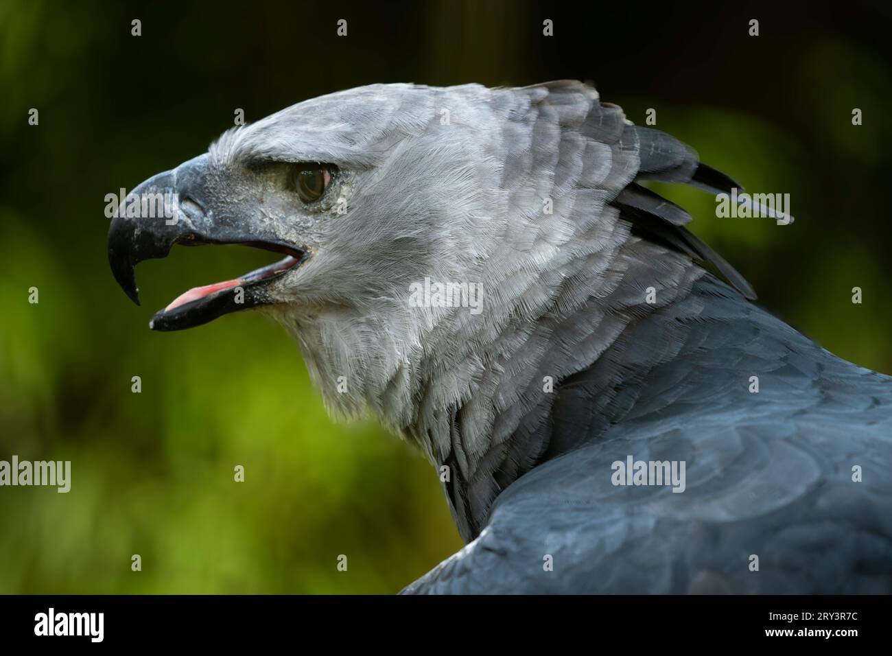 A Harpy Eagle, Harpia harpyja, in the Belize Zoo Stock Photo Alamy