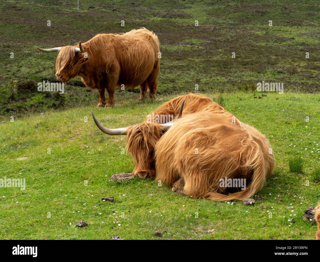 Highland cows on the Isle of Skye, Scotland Stock Photo