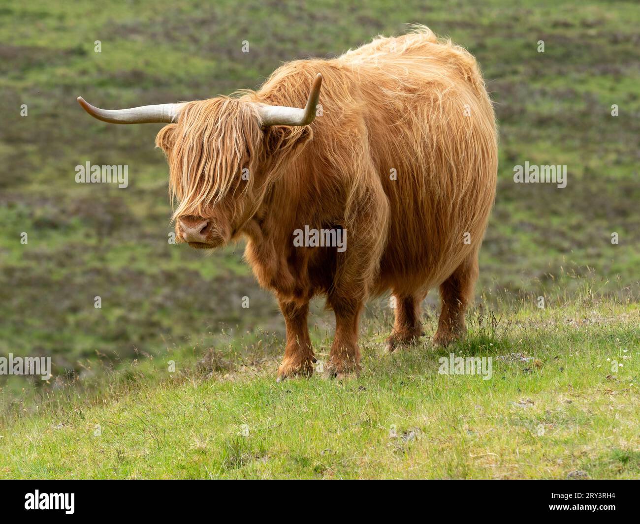 Highland cow on the Isle of Skye, Scotland Stock Photo - Alamy
