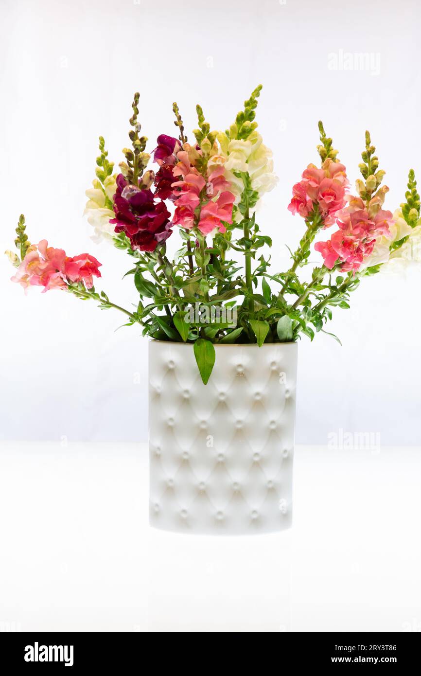 A colourful bouquet of snapdragons stands in a porcelain vase against a bright background. Stock Photo