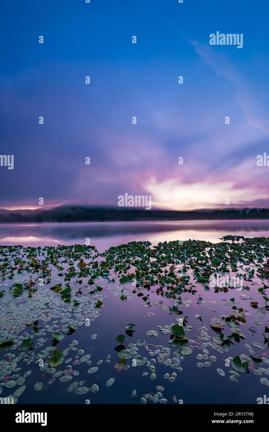 Lily pads on Red House Lake just before dawn, Allegany State Park, Cattaraugus Co., New York Stock Photo